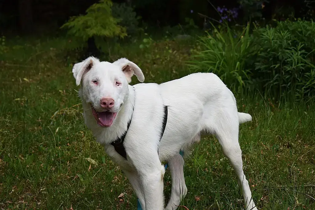 Shiro - Border Collie - Bild 1