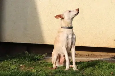 Dylan – Hund – Bild 6