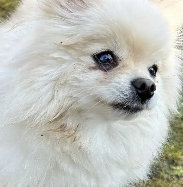 Mausi - Chihuahua - Bild 1