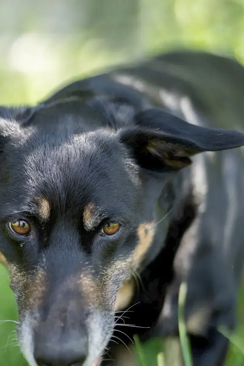 Shila -  - Bild 8