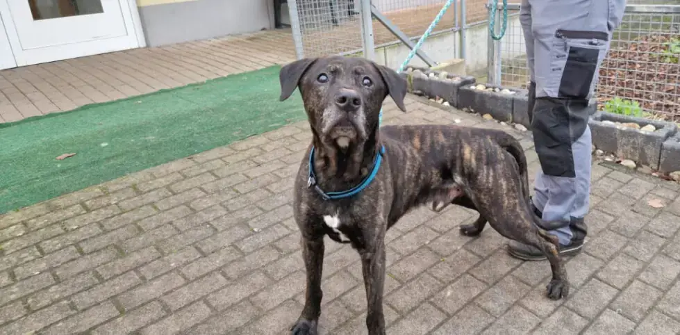 Kovo - Labrador Retriever - Bild 2