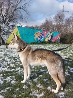 Askan – Siberian Husky – Bild 2