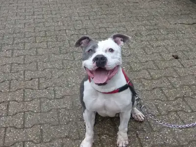 Gulia – Staffordshire Bullterrier – Bild 2