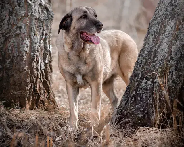Kangal-Hirtenhund Naz
