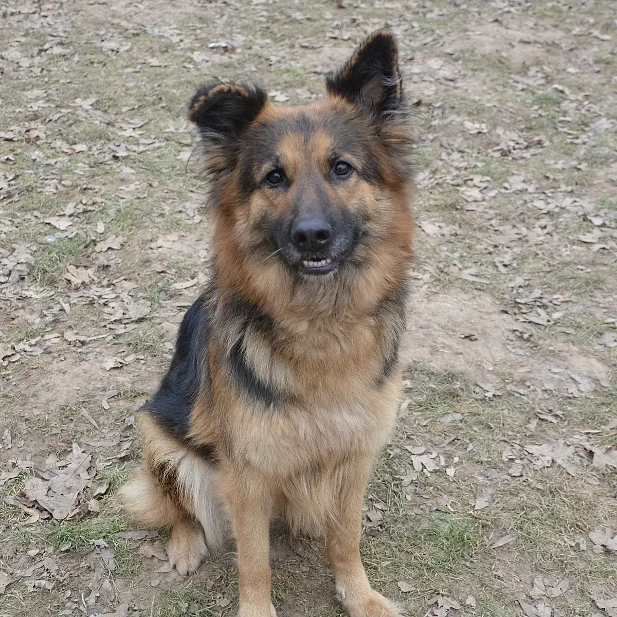 Asta - Deutscher Schäferhund - Bild 5