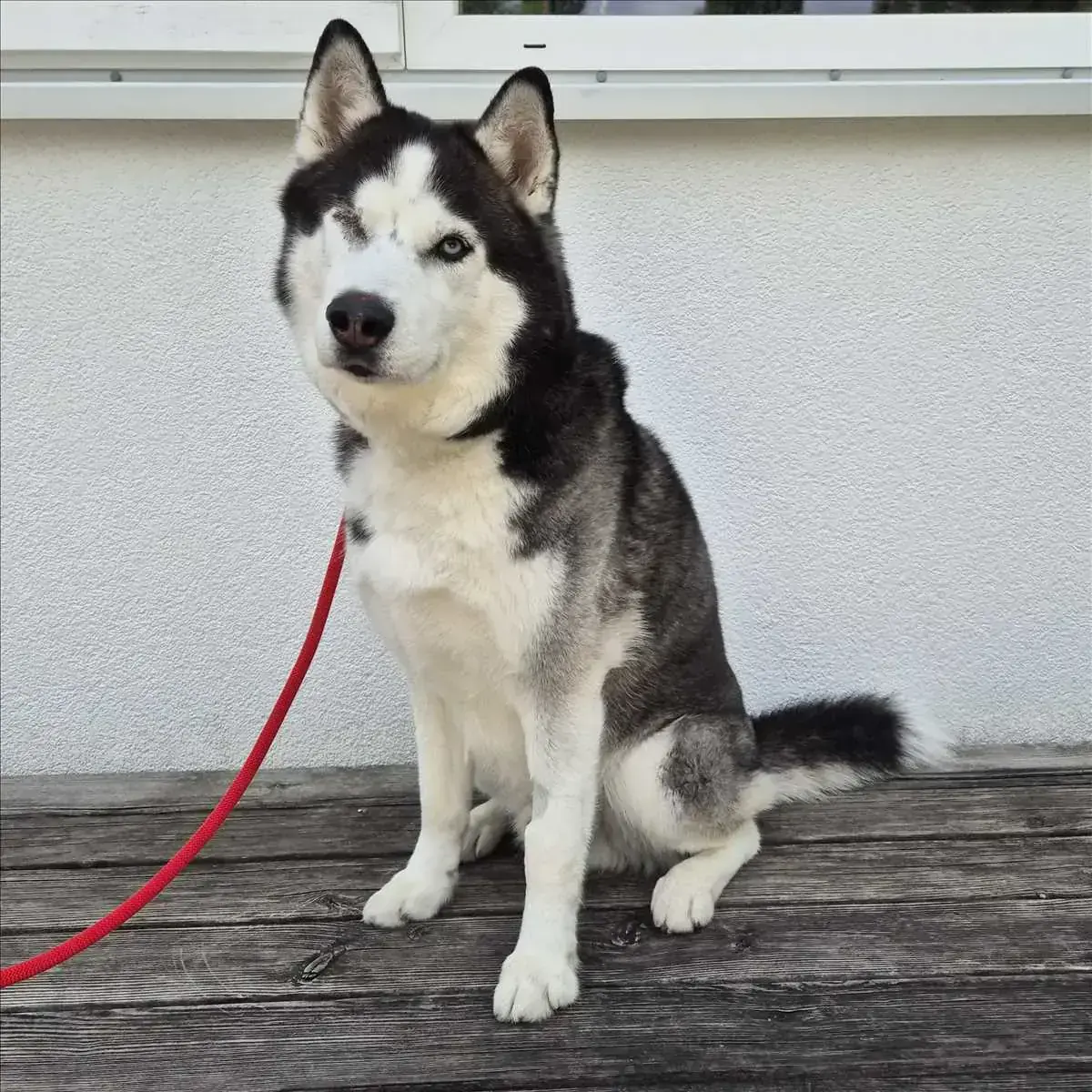Siberian Husky LEO