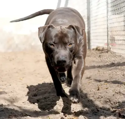 Baron – Hund – Bild 3