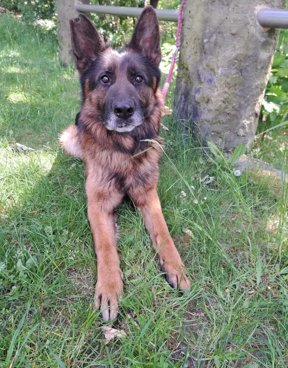 Kayo - Deutscher Schäferhund - Bild 4