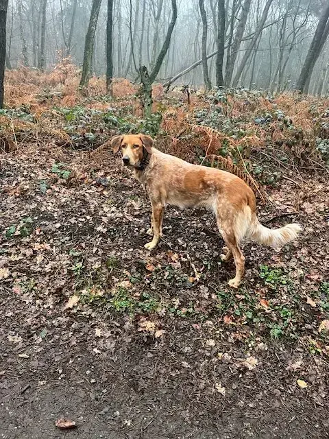 Ginger -  - Bild 1