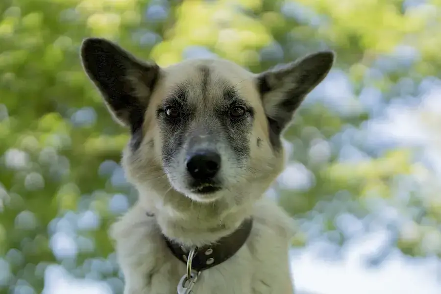 Chester - Deutscher Schäferhund - Bild 7