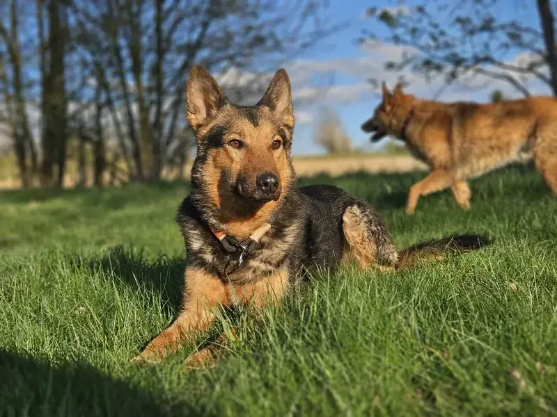 Lando -  - Bild 4