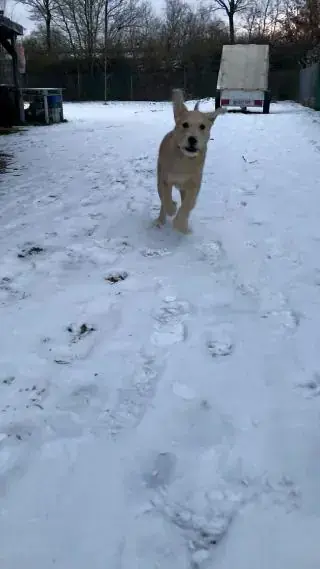 Balu -  - Bild 12