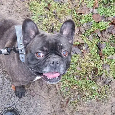 Kuma und Thor – Französische Bulldogge – Bild 12