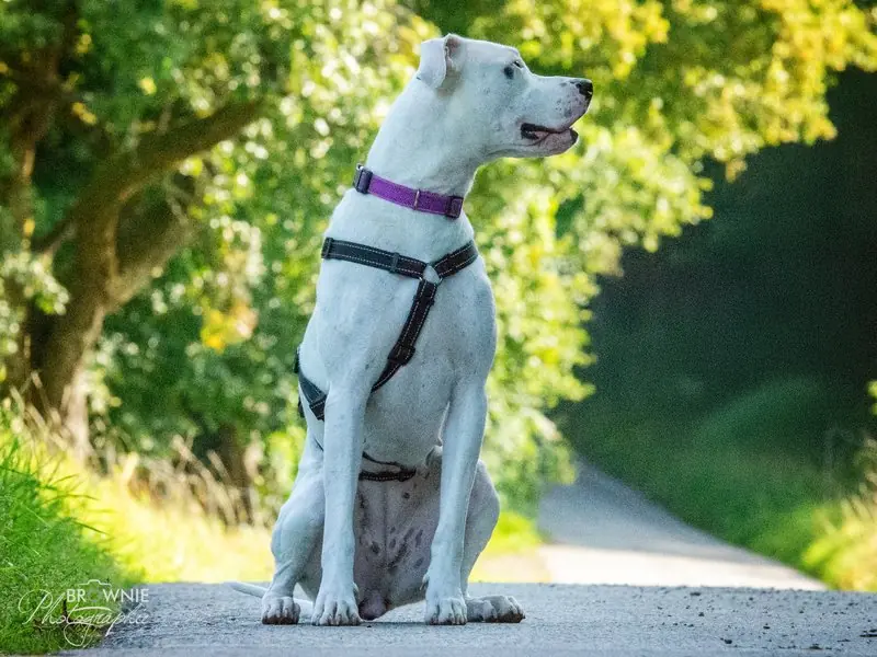 Bonny - Dogo Argentino - Bild 8