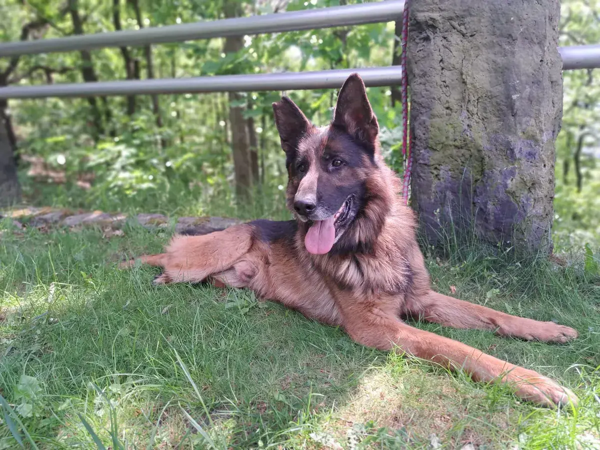 Kayo - Deutscher Schäferhund - Bild 2