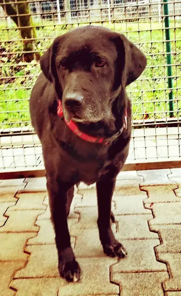 Terry - Labrador Retriever - Bild 3