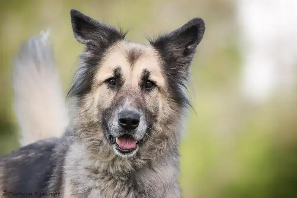 Deutscher Schäferhund-Mix Kaja