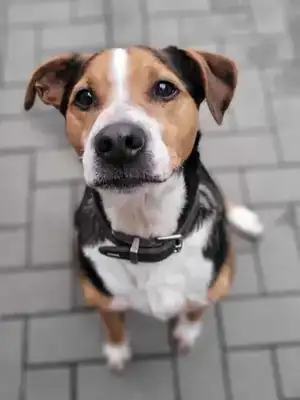 Aro – Appenzeller Sennenhund – Bild 11