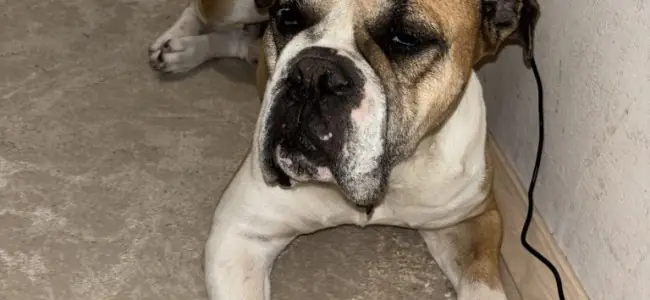 Aron -  - Bild 1