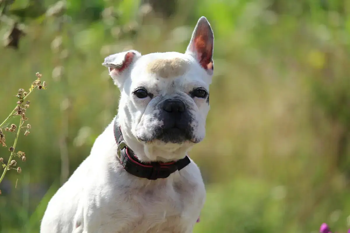 Dolly - Französische Bulldogge - Bild 4
