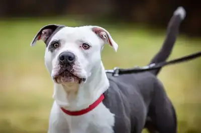 Anton – Staffordshire Bullterrier – Bild 6