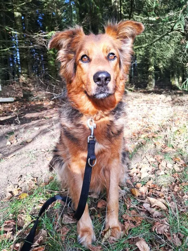 Pumba -  - Bild 1