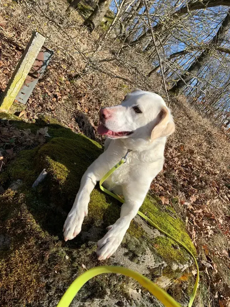 Rosa -  - Bild 6