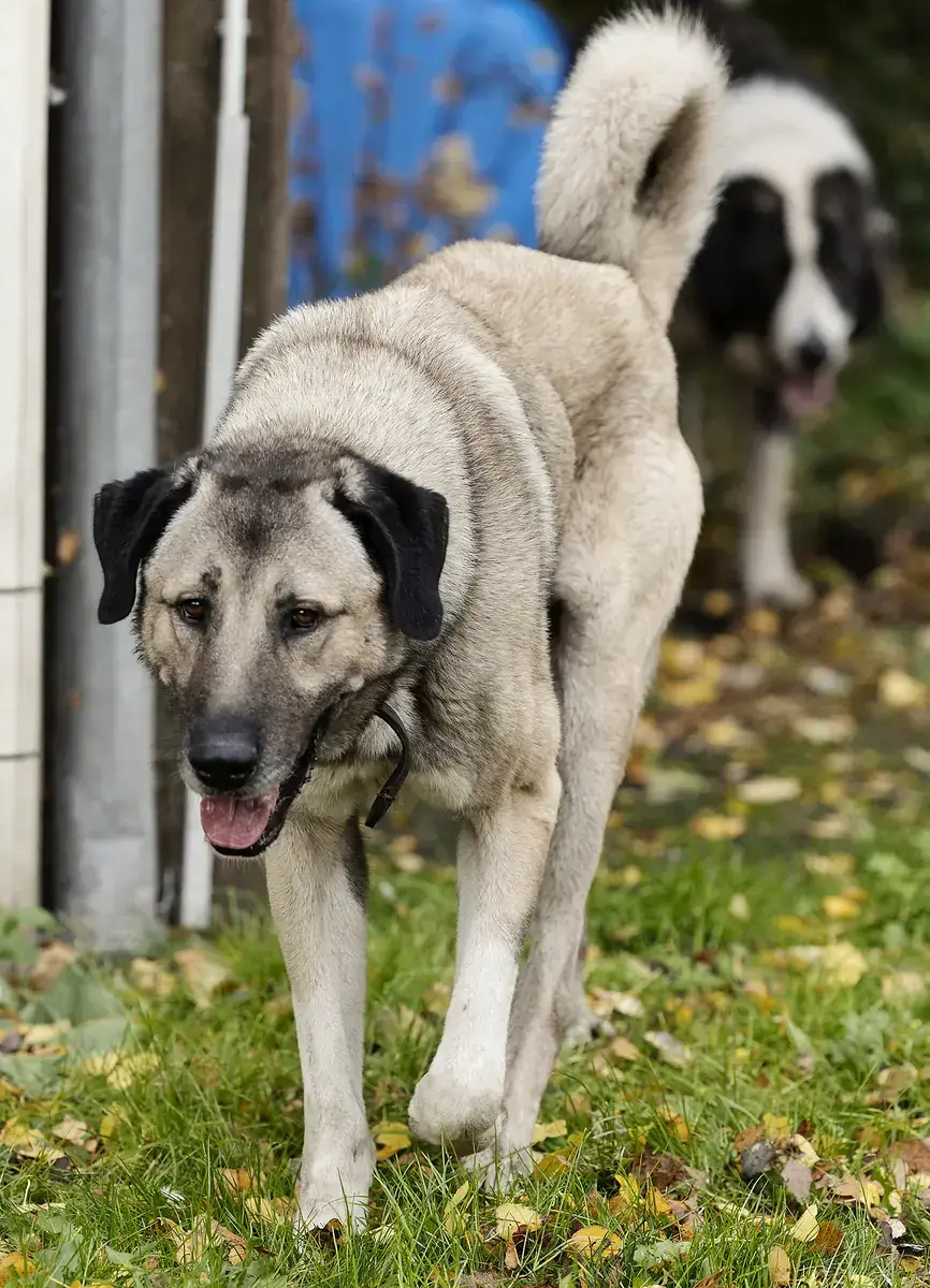 Pascha - Kangal-Hirtenhund - Bild 3