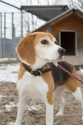 Mia – Beagle – Bild 2