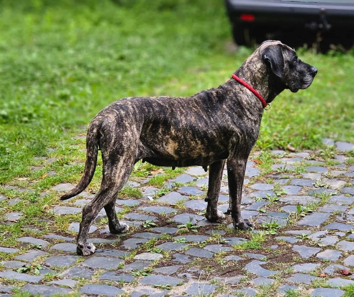 Olivia - Dogo Canario - Bild 6