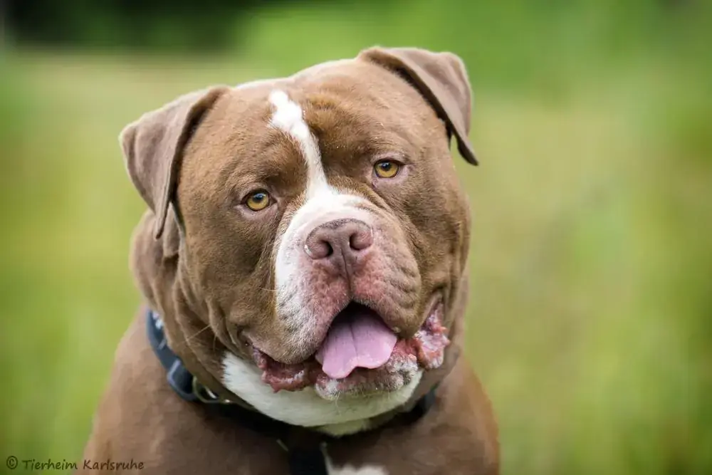 Englische Bulldogge-Mix Sulli