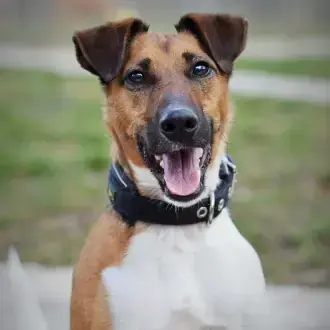 Rudi - Foxterrier Drahthaar - Bild 1