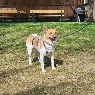 LAIKA -  - Bild 1