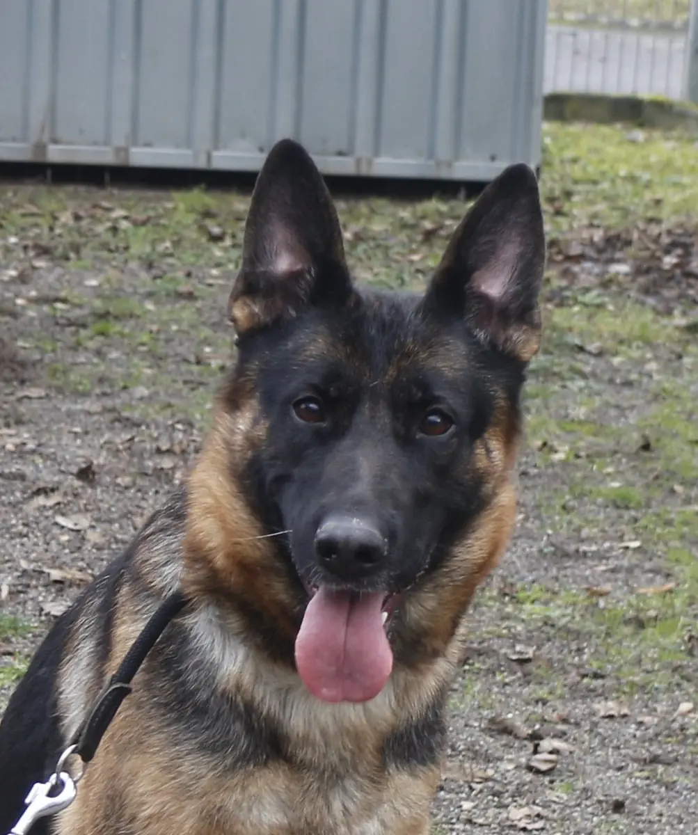 Ida - Deutscher Schäferhund - Bild 5