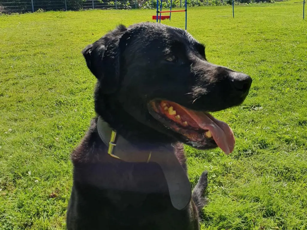 Brezel - Labrador Retriever - Bild 1
