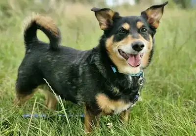 Misiek – Hund – Bild 10