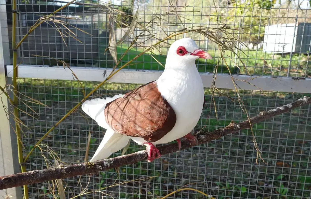 Peanut -  - Bild 3