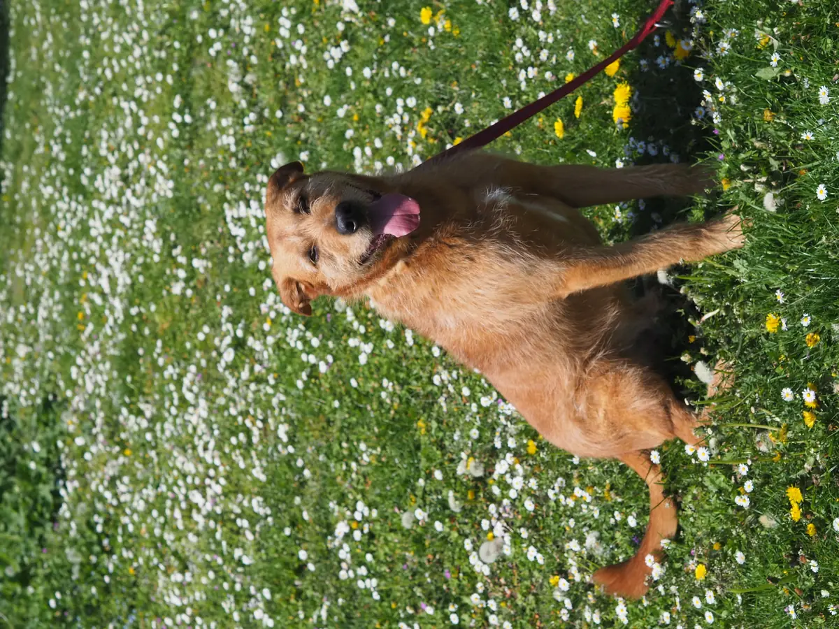 Kap - Riesenschnauzer - Bild 4