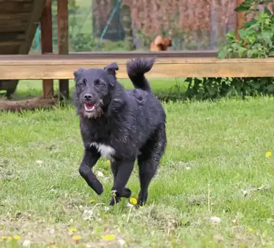 Gerda – Hund – Bild 4