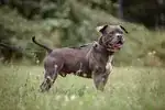 Bobby – Hund – Bild 5