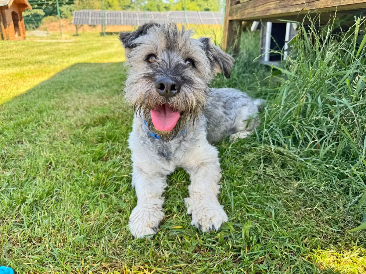 Bobby -  - Bild 3