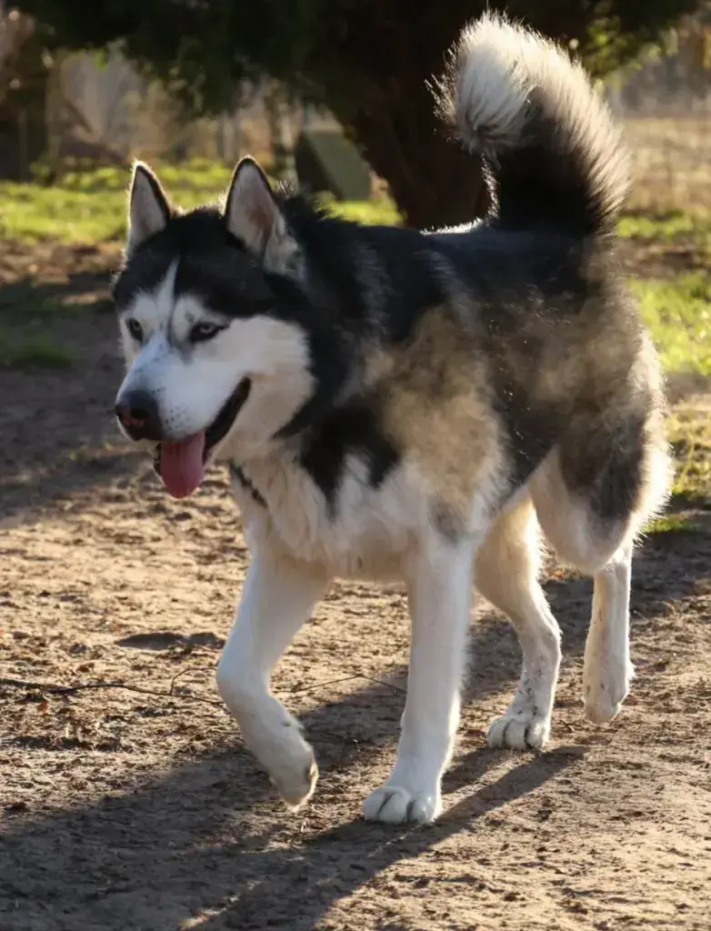 Nanuk - Siberian Husky - Bild 2
