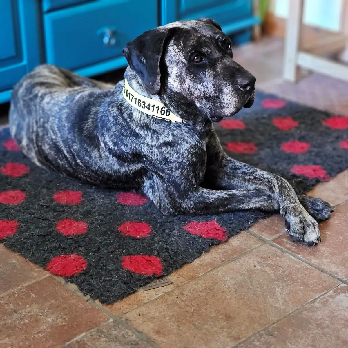 Olivia - Dogo Canario - Bild 3