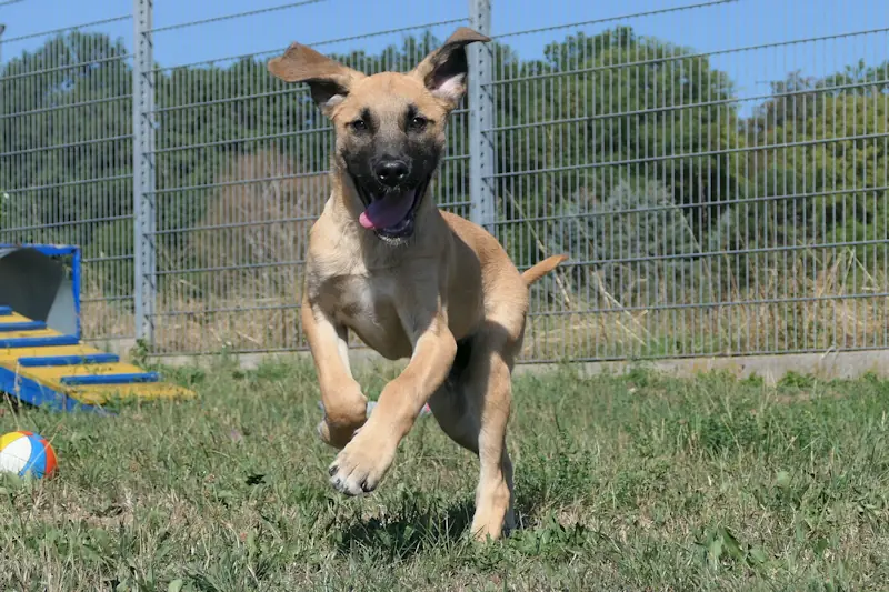 Diesel -  - Bild 3
