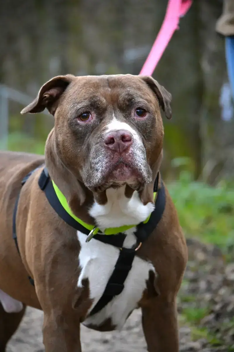 Gizmo - American Staffordshire Terrier - Bild 8