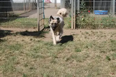 Mira – Kangal-Hirtenhund – Bild 5