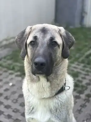 Junis – Kangal-Hirtenhund – Bild 16