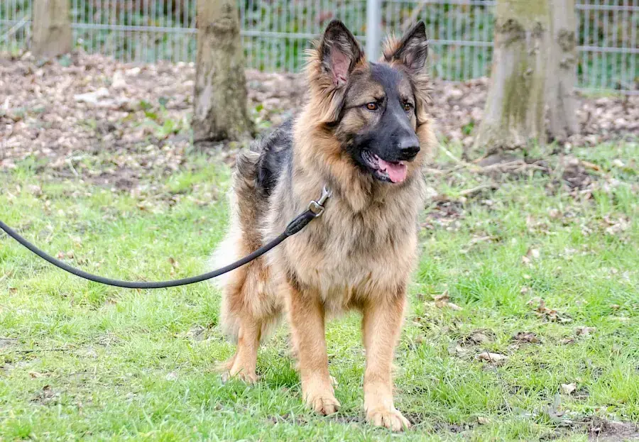Henry - Deutscher Schäferhund - Bild 3