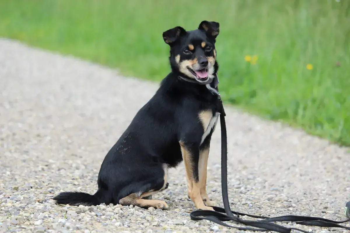 Koba -  - Bild 8