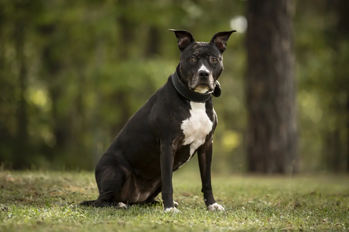 Polly -  - Bild 2